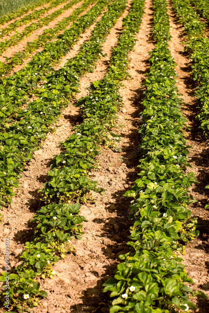 weeded field of young strawberries on a warm day. farming,