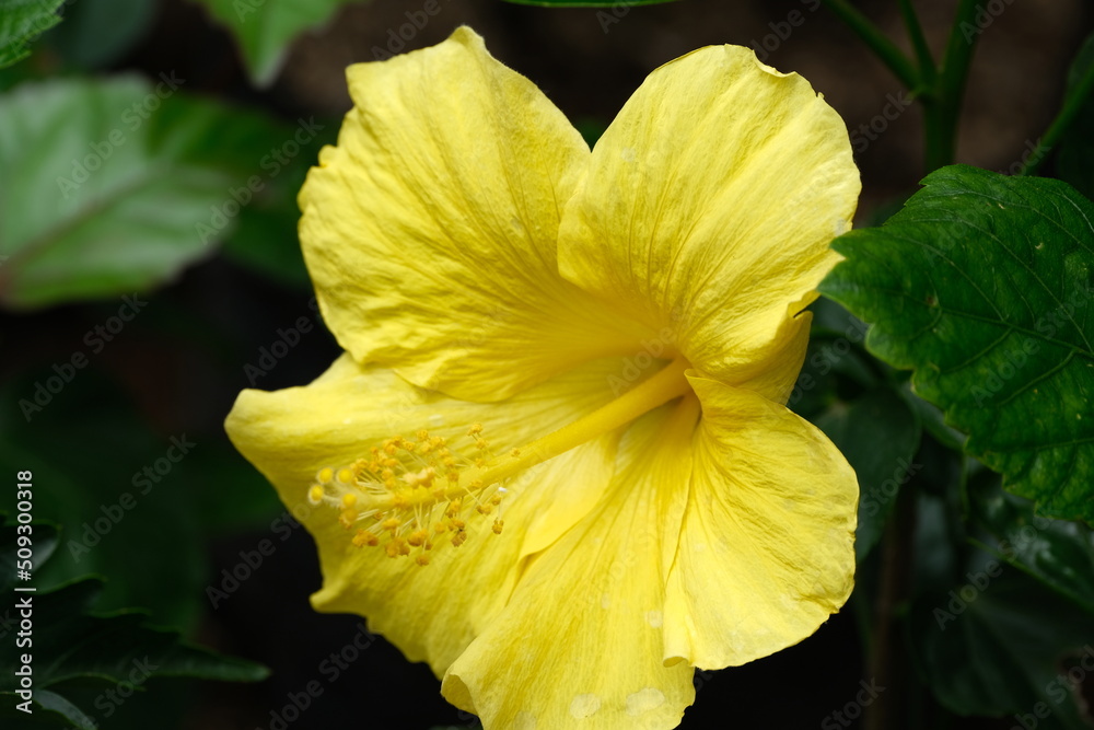 A variety of flowers in macro view. A variety of flowers in macro view.