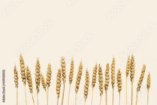 Foto Close up ripe yellow ears of wheat on beige background