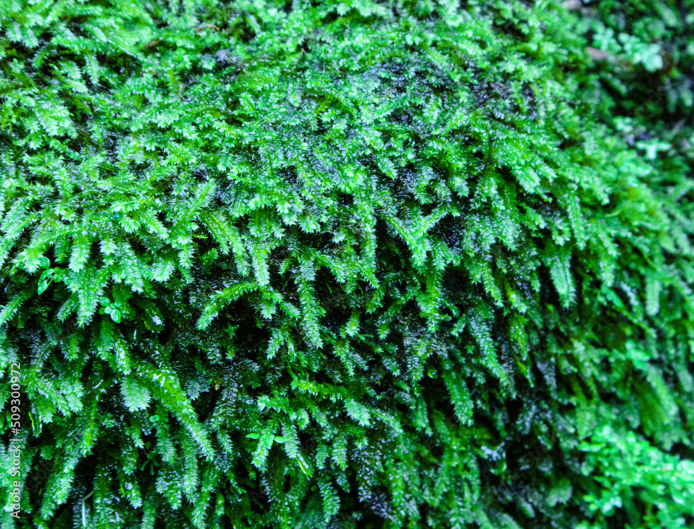 close-up of moss