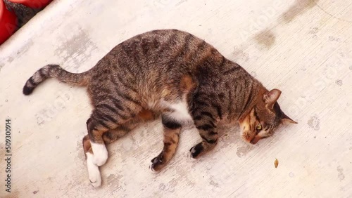 A lazy cat closes its eyes part 3