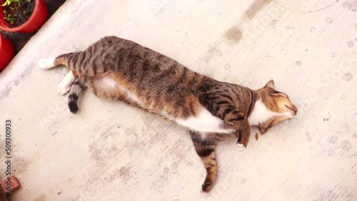 A lazy cat closes its eyes part 2