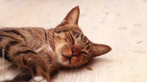 A lazy cat closes its eyes part 1
