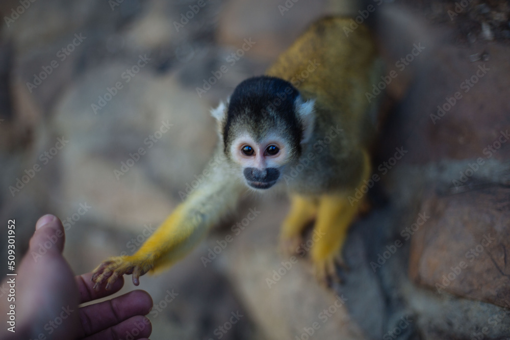 Obraz premium hand monkey