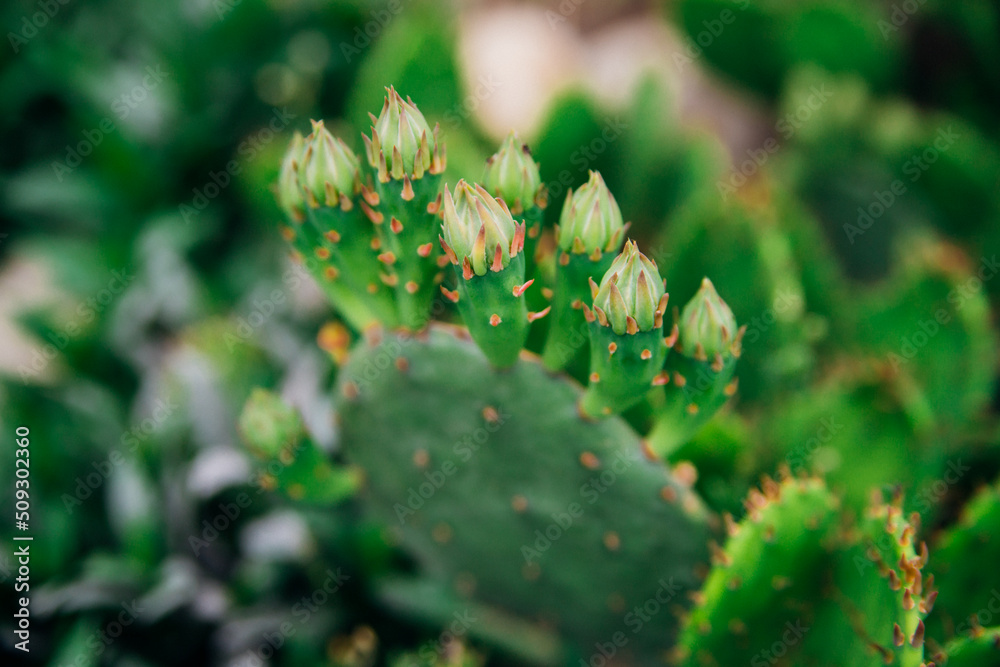 Background of a green flat cactus. Prickly leaves. The texture of an exotic plant.