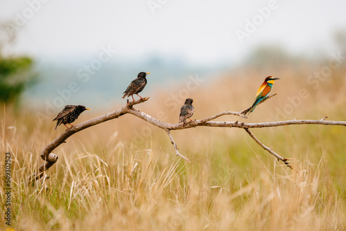 Bee-eater and starling on the branch