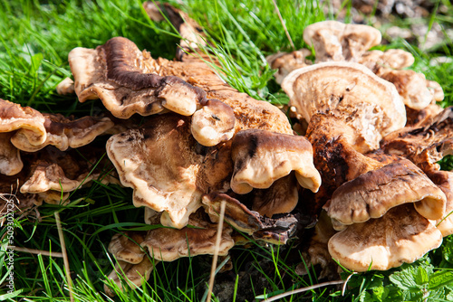 Large mushroom or fungi growing on a decaying log