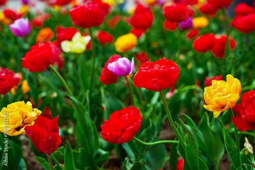 Flower bed of multicolor tulips. Nature background. Multicolored tulips in a landscaped garden