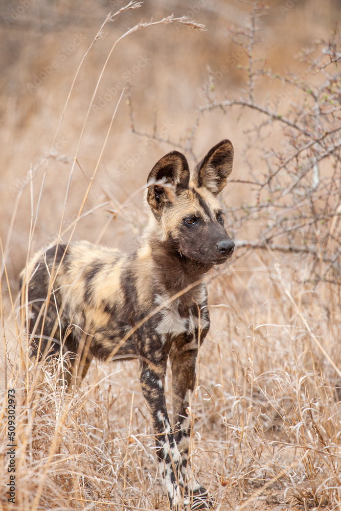 African Wild Dogs resting in the grasslands of the Kruger National Park, South Africa African Wild Dogs resting in the grasslands of the Kruger National Park, South Africa