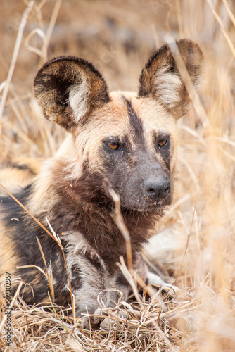 African Wild Dogs resting in the grasslands of the Kruger National Park, South Africa