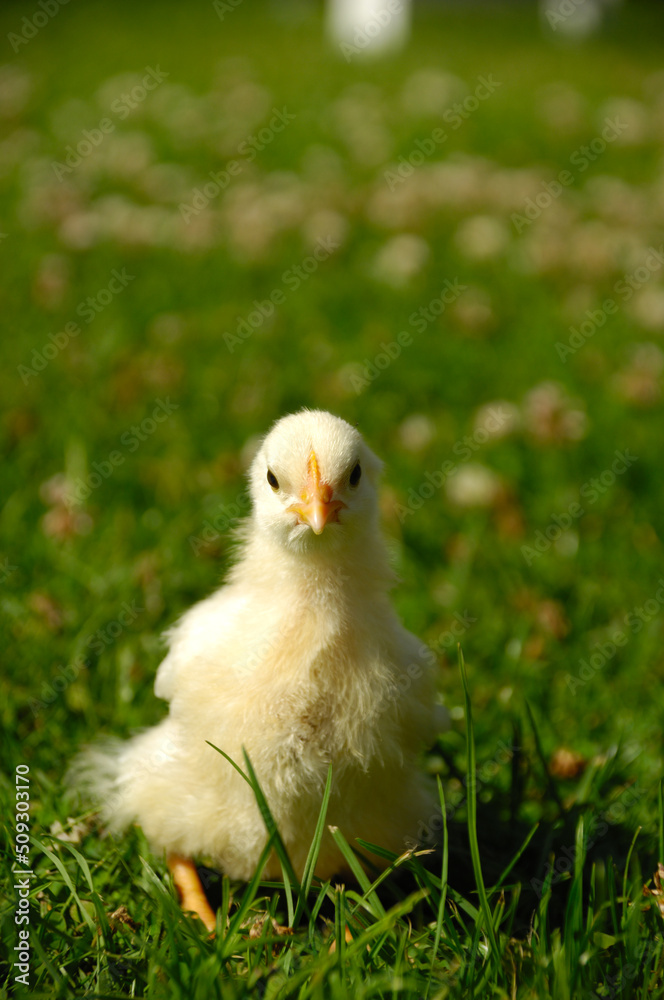 Baby chick on green grass