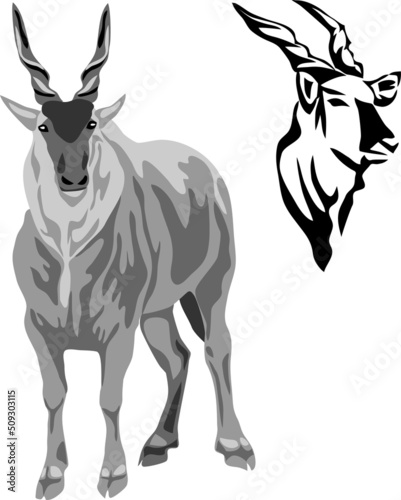 Eland bull - vector illustration photo