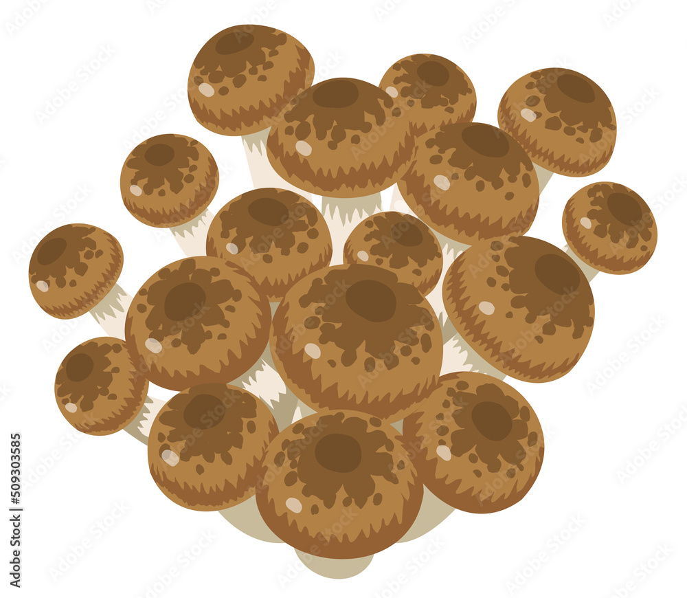 Fototapeta premium Shimeji mushrooms against white background 