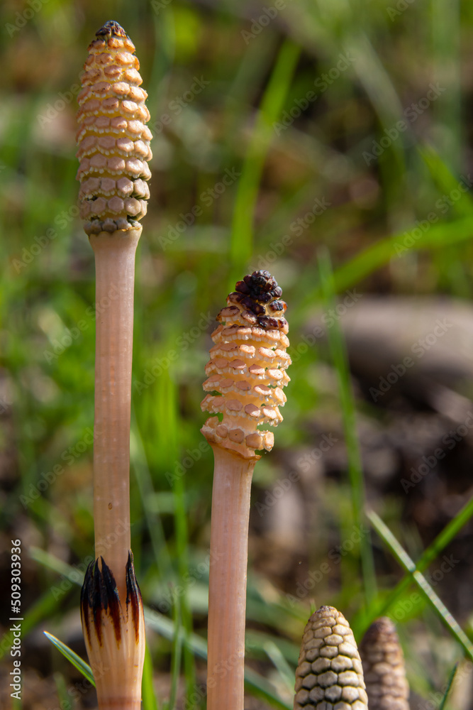 Equisetum arvense, the field horsetail or common horsetail, is an herbaceous perennial plant of the family Equisetaceae. Horsetail plant Equisetum arvense