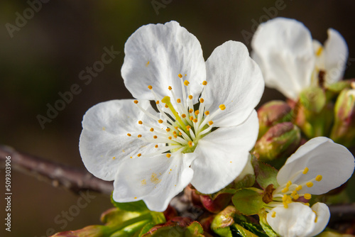 Blooming cherry tree in the spring garden. Close up of white flowers on a tree. Spring background