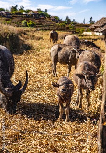 Ban Pa Pong Piang Rice terraces or Baan Pa Pong Pieng in Doi Inthanon national park, Chiang Mai, Thailand