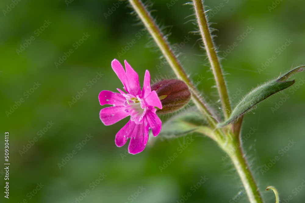 Red Campion, Silene dioica, growing wild on the banks of the River Wansbeck , Northumberland in the North East of England. A fully opened flower is shown next to unopened buds and blurred background Red Campion, Silene dioica, growing wild on the banks of the River Wansbeck , Northumberland in the North East of England. A fully opened flower is shown next to unopened buds and blurred background