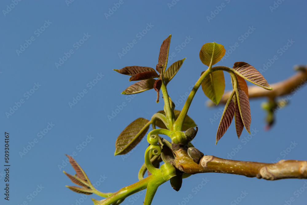 Walnut tree in blossom, male flowers on branches. Walnut tree in blossom, male flowers on branches. Sunny day, blue sky, early spring Walnut tree in blossom, male flowers on branches. Walnut tree in blossom, male flowers on branches. Sunny day, blue sky, early spring