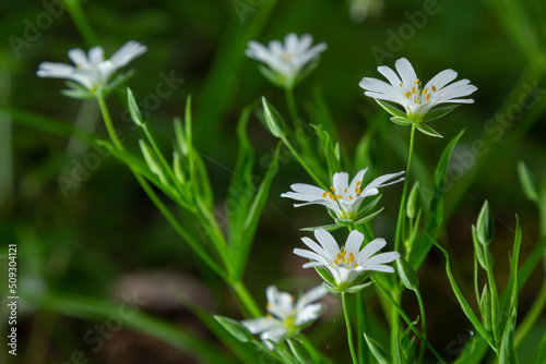 Stellaria holostea. delicate forest flowers of the chickweed, Stellaria holostea or Echte Sternmiere. floral background. white flowers on a natural green background. © Oleh Marchak