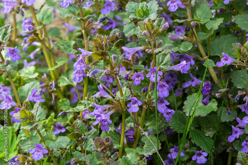 Beautiful Natural Herbal Blue Flowers Glechoma Hederacea Growing On Meadow In Springtime