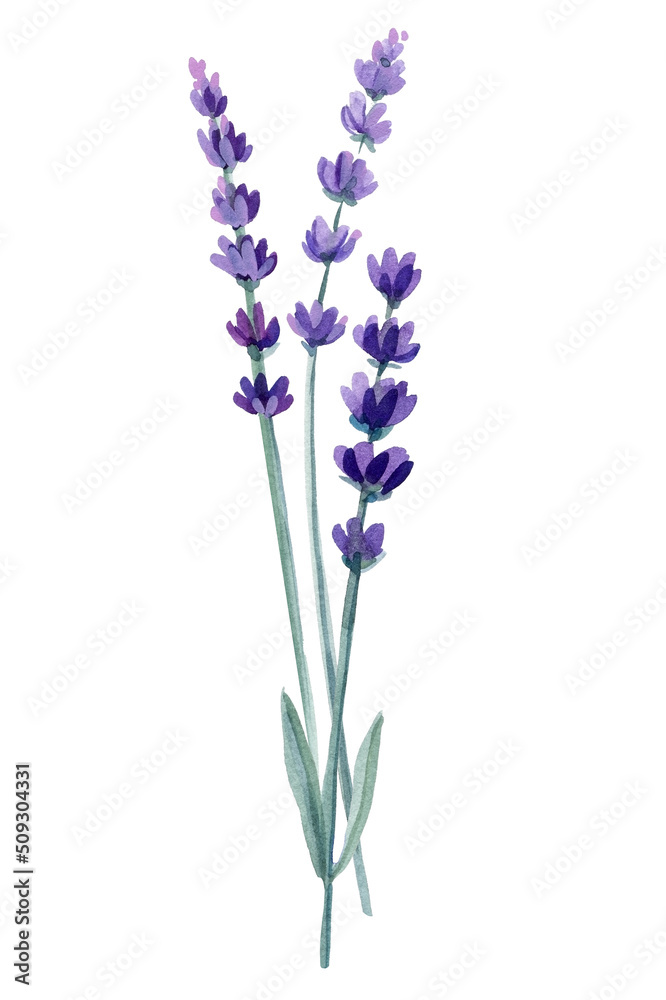 Obraz premium Logo and lavender branch. Flowers on isolated white background, watercolor illustration