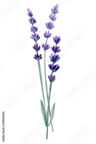 Logo and lavender branch. Flowers on isolated white background, watercolor illustration