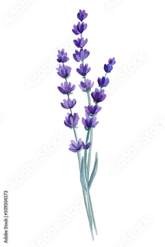 Set of lavender flowers  bouquet of lavender flowers on isolated white background  watercolor illustration