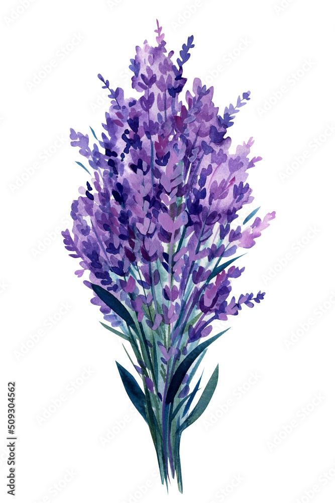 Obraz premium Lavender flowers, bouquet of lavender flower on isolated white background, watercolor illustration