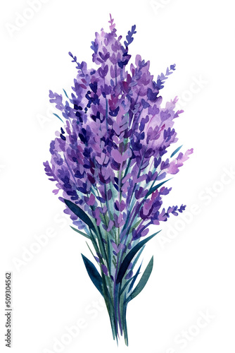 Lavender flowers  bouquet of lavender flower on isolated white background  watercolor illustration