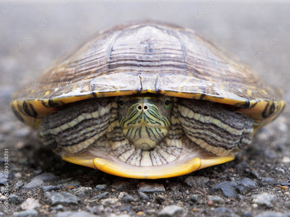 Obraz premium 甲羅の中に隠れているミドリガメ