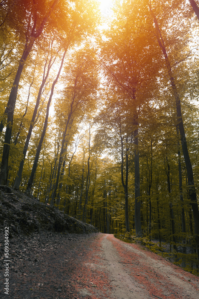 Fototapeta premium Empty road in woods in autumn. Macro photo of an empty pathway in the forest. Indian summer in the forest.