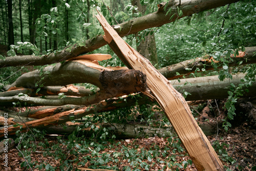 Fototapeta Naklejka Na Ścianę i Meble -  Closeup of a fallen tree in the forest with a cracked tree trunk after a heavy storm in Europe