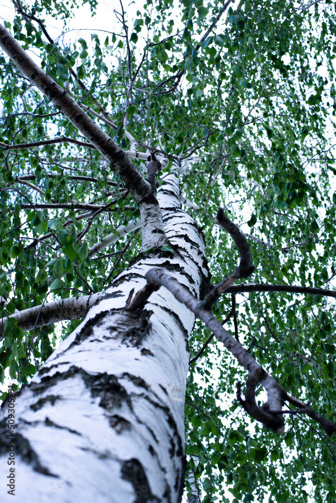 Fototapeta premium Birch bark. Birch tree, branches and leaves of the tree. Summer