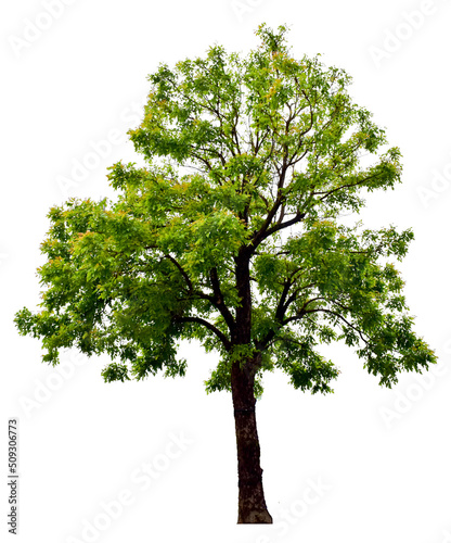 Trees isolated on white background, tropical trees isolated used for design, advertising and architecture  Collection of Isolated Trees on white background. A beautiful trees from asia. Suitable for u