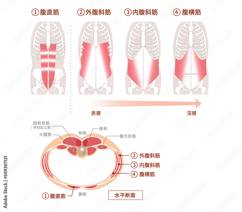 Obraz premium 腹筋群の位置構造と重なり図説イラスト 正面と断面図