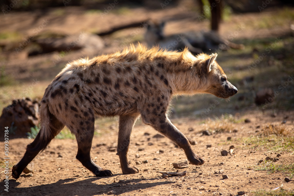 Hyena stealthily stalking her prey in the hot African savannah of South Africa. Hyena stealthily stalking her prey in the hot African savannah of South Africa.
