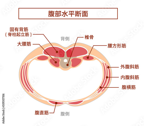 腹部断面図のイラスト　腹筋群の重なり位置関係