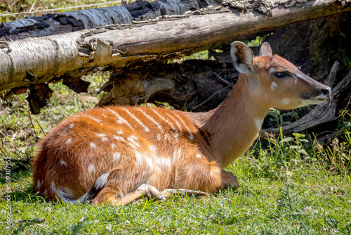 Photos portrait d'un sitatunga dans un zoo