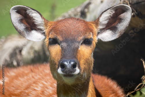 фотографія portrait d'un sitatunga dans un zoo