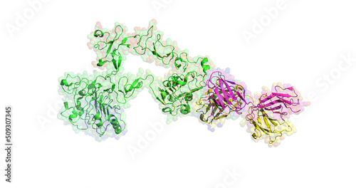 Cetuximab (Erbitux), anticancer antibody (scarlet and yellow), bound to target epidermal growth factor receptor (green), 3D molecule
