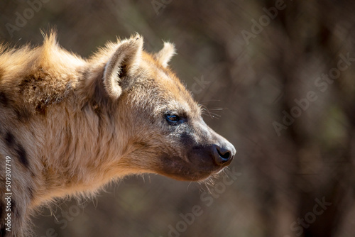 hyena stealthily stalking its prey in the African savannah.
