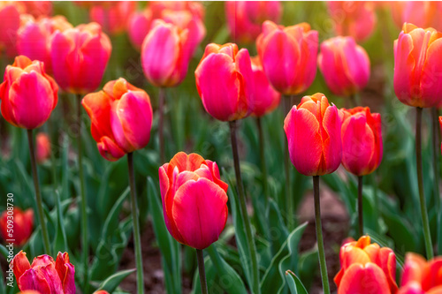 Close up of red tulips flowers with green leaves in the park outdoor  soft focus  bokeh