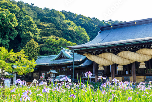 初夏の宮地嶽神社　菖蒲祭り　福岡県福津市　Miyajidake Shrine in early summer. Iris festival. Fukuoka Fukutsu city	 photo