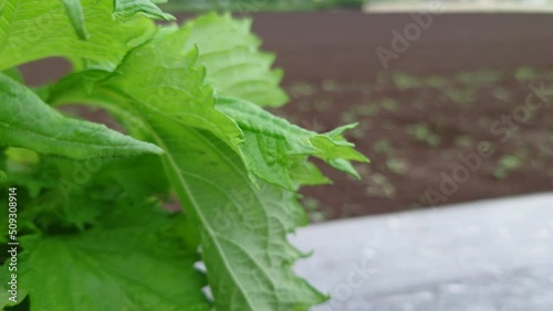 本日撮影の写真集！！香り高き、しそ（紫蘇）！農家の家庭菜園。紫蘇が、既に食べ放題になっている。完全にコスパが良いので、毎年、苗を買ってきて育てています。採れたての香りが最高です。【撮影日時】2022-06-07 15:24 photo