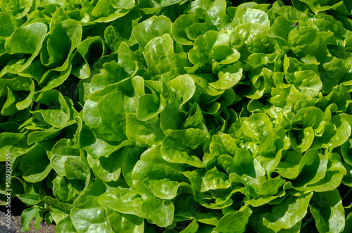 Eichblatt-Salat