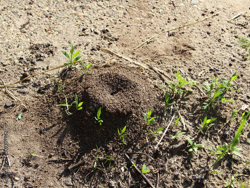 Anthill in the yard on a ground