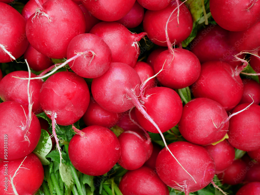 Organic red radishes in bunches. Fresh vegetables at the spring market. Organic red radishes in bunches. Fresh vegetables at the spring market.