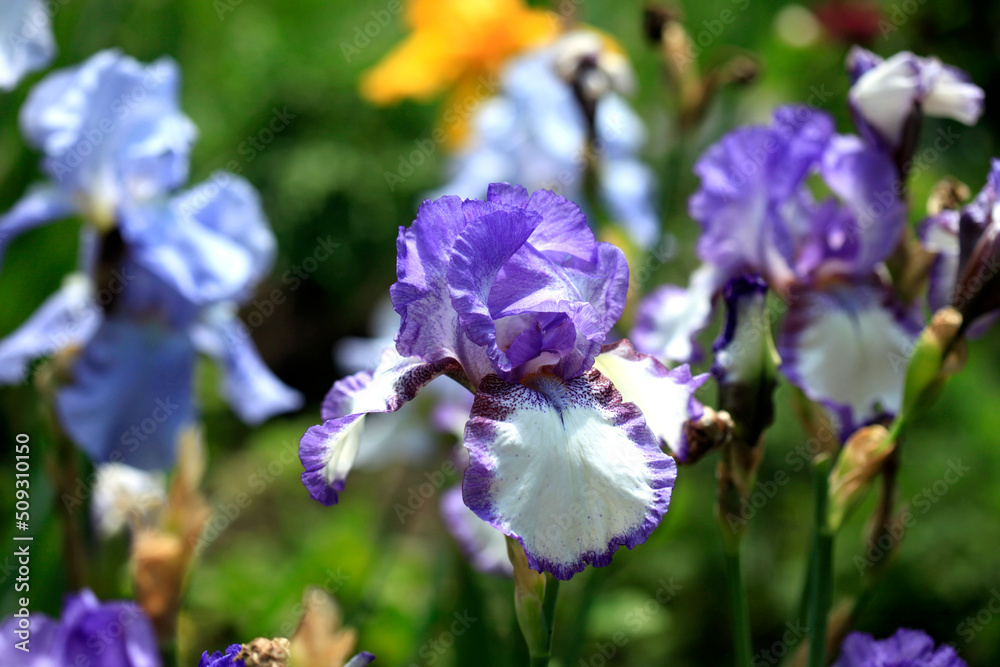 Colorful iris in summer garden Colorful iris in summer garden