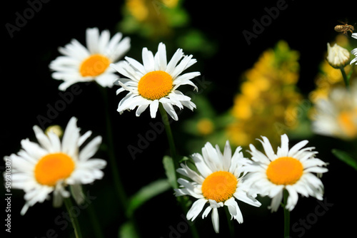 White chamomile on nature background