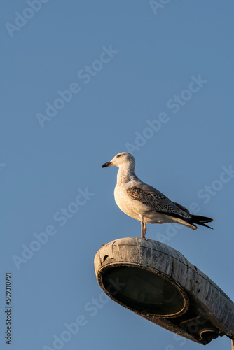 Wide angle view of seagull standing on lamppost  shot from side profile with selective focus.
